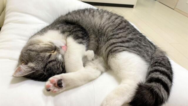 もちまる日記の炎上まとめ！かわいそうって言われるのは何故？非常識行動も？