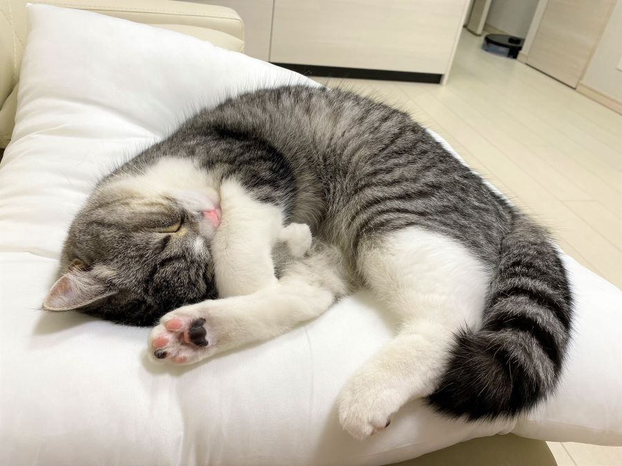 もちまる日記の炎上まとめ！かわいそうって言われるのは何故？非常識行動も？