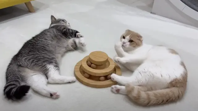 もちまる死亡って本当？現在何してる？噂の発端や現在の体調について