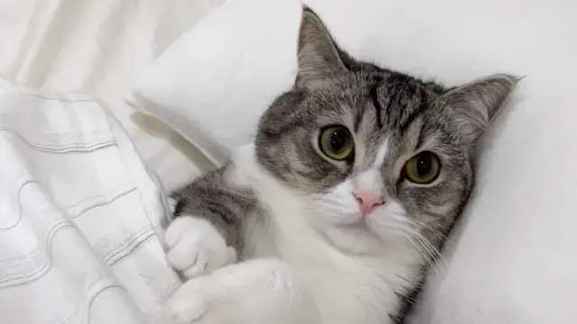 もちまるの顔が変わったって本当？理由はストレス？違和感の真相とは