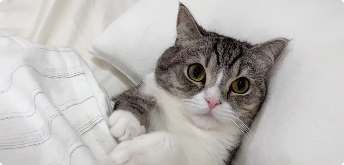 もちまるの顔が変わったって本当？理由はストレス？違和感の真相とは